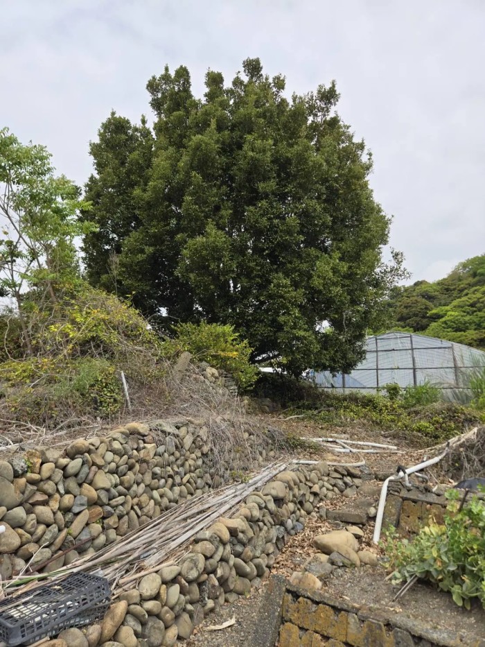 菊池市でシイノキの高木伐採なら三協林業株式会社｜畑の株立ち樹木を撤去 - Before
