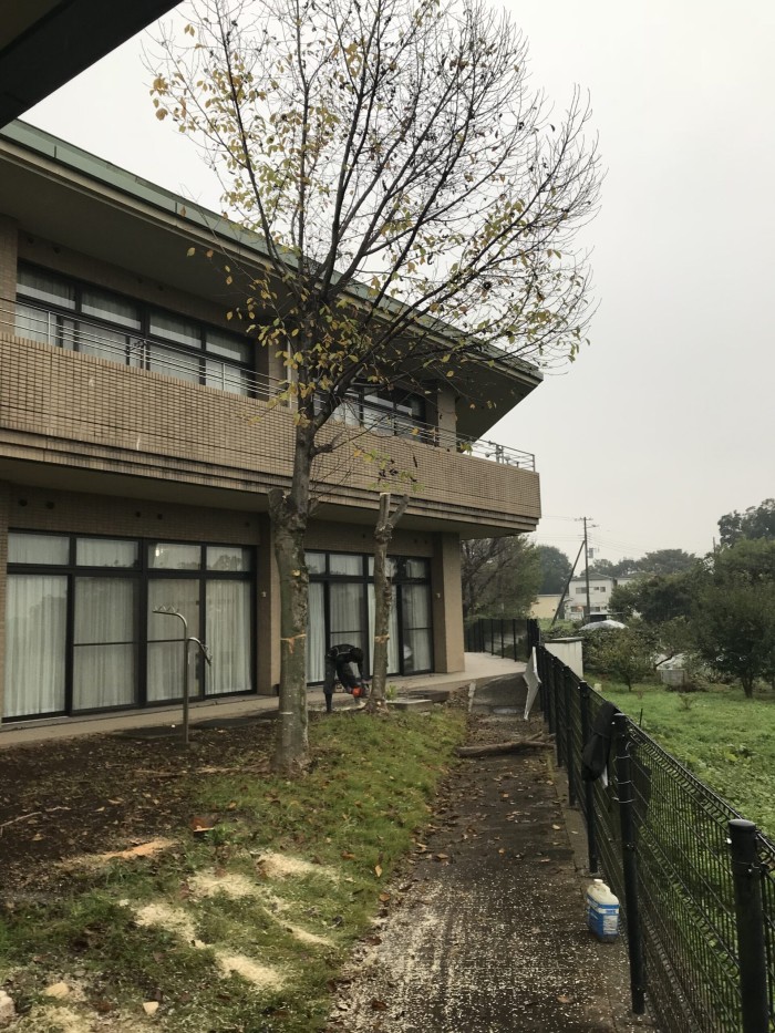 【熊本市】建物まで1mの庭木を安全に特殊伐採｜老人ホームでの枝下ろし・分割作業事例 - Before