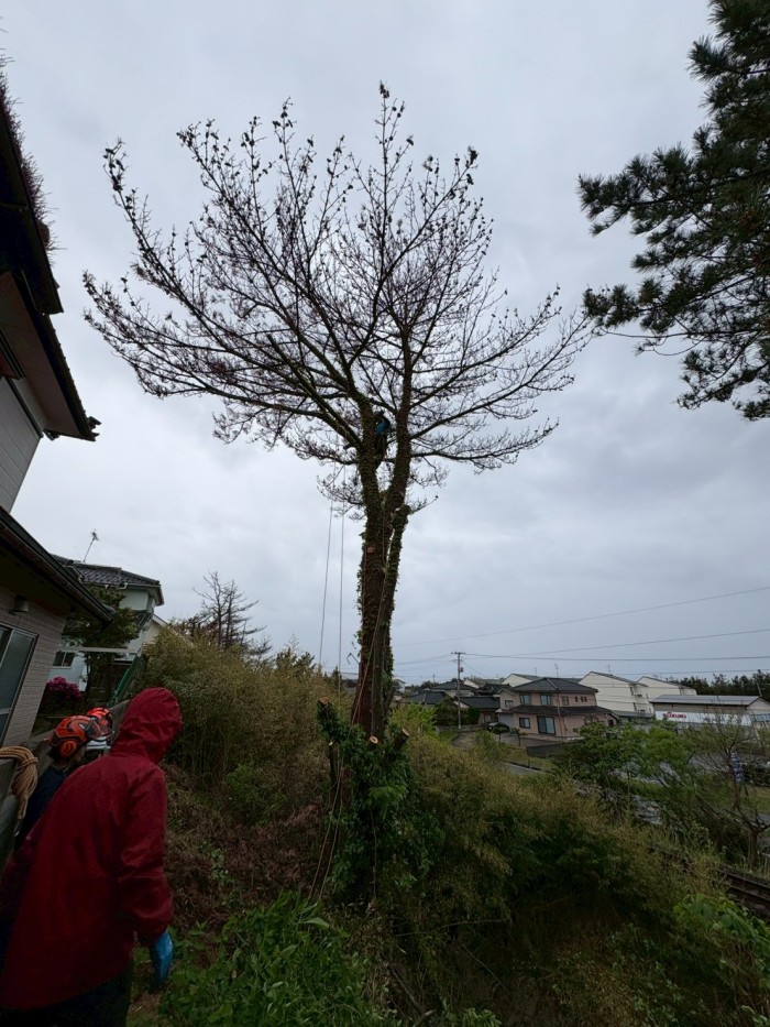 阿蘇郡で屋根にかかる15mの木を伐採｜斜面での特殊伐採事例 - Before