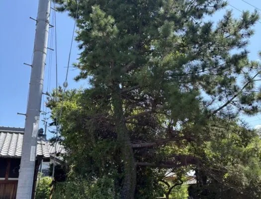 阿蘇郡で電線横の松を特殊伐採｜高所作業車で安全に対応した伐採事例 - Before
